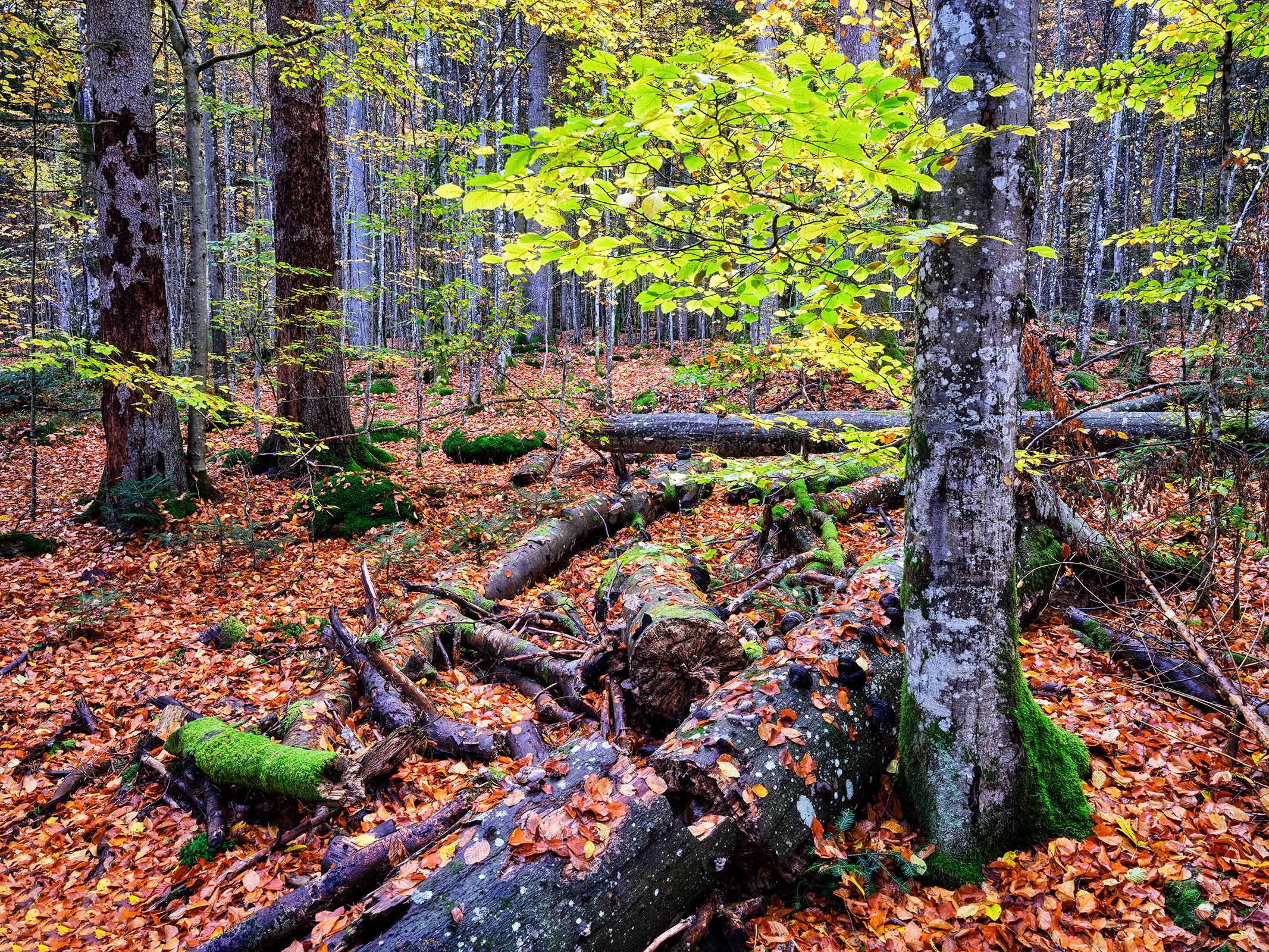 MRobertz_Person_2_links